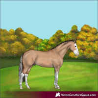 Horse Color:Bay Dun Splash 