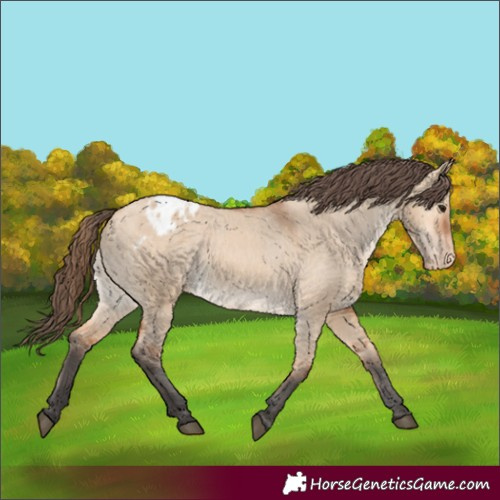 Horse Color:Bay Dun Appaloosa Rabicano 