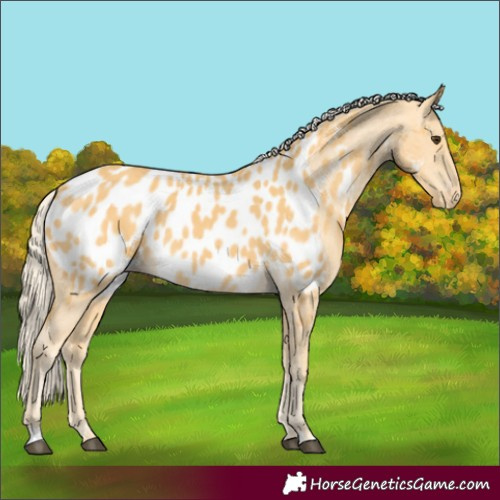 Horse Color:Palomino Appaloosa 