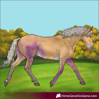 Horse Color:Silver Buckskin Dun