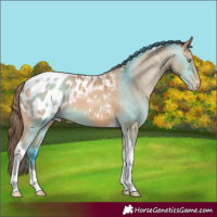 Horse Color:Amber Champagne Tobiano Blanket 