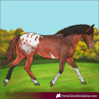 Horse Color:Bay Tobiano Blanket 