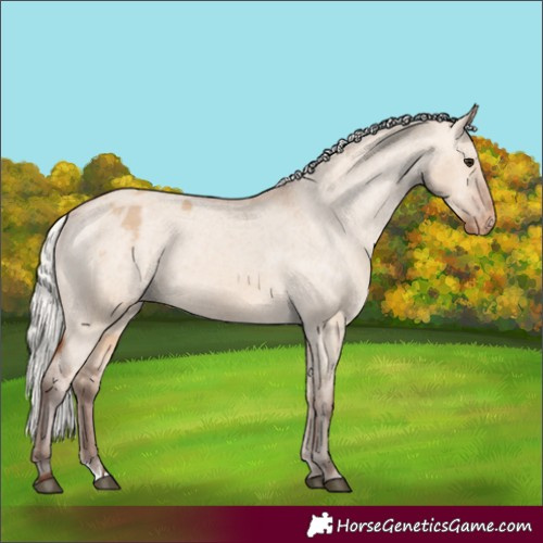 Horse Color:Silver Bay Dun Appaloosa 