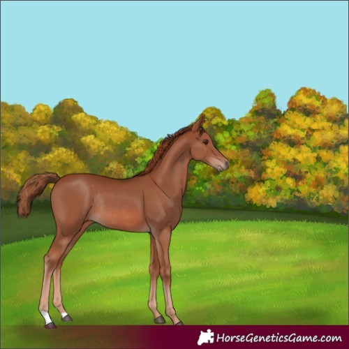 Horse Color:Chestnut Rabicano