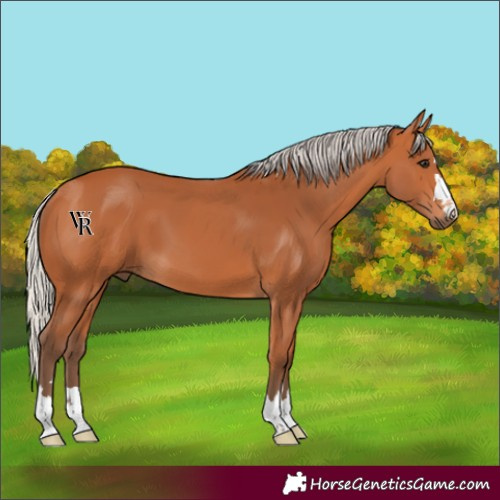 Horse Color:Silver Bay 