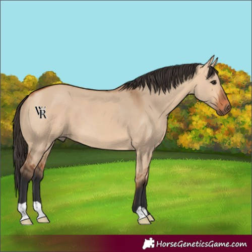 Horse Color:Bay Dun