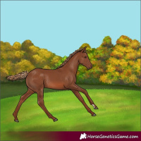 Horse Color:Chestnut Rabicano 