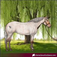 Horse Color:Silver Bay Roan Dun Rabicano 