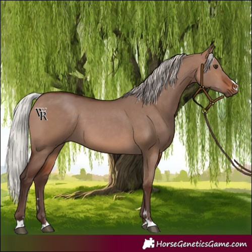 Horse Color:Silver Brown Dun