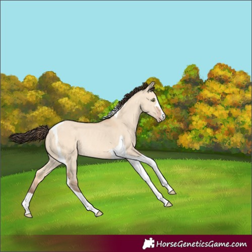 Horse Color:Amber Champagne Dun Tobiano Rabicano