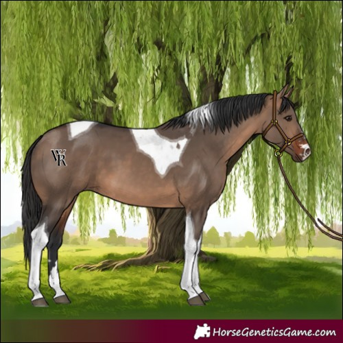 Horse Color:Brown Dun Tobiano 