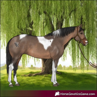Horse Color:Brown Dun Tobiano 