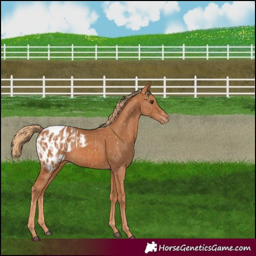 Horse Color:Chestnut Appaloosa  and Chestnut Appaloosa 