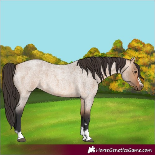 Horse Color:Bay Roan Dun 
