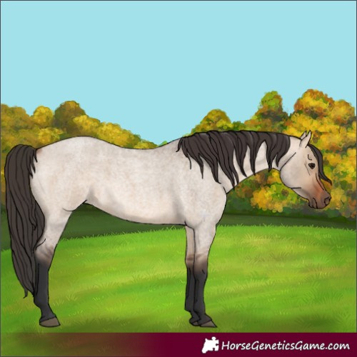 Horse Color:Bay Roan Dun 