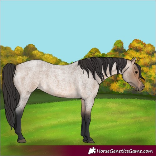Horse Color:Brown Roan Dun 
