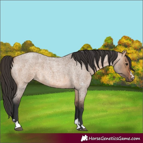 Horse Color:Bay Roan Dun 