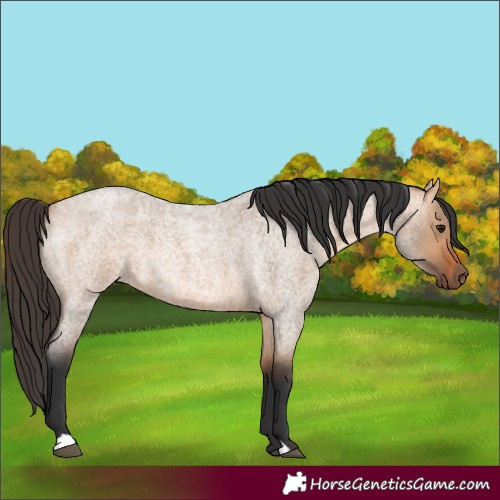 Horse Color:Bay Roan Dun 