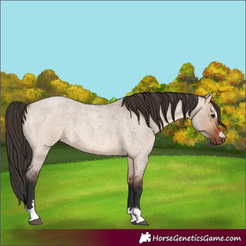 Horse Color:Bay Roan Dun 