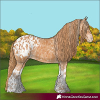 Horse Color:Chestnut Appaloosa  and Chestnut Splash Appaloosa 