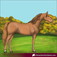 Horse Color:Chestnut 