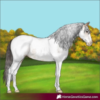 Horse Color:White Spotted Buckskin Tobiano 