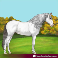 Horse Color:White Spotted Buckskin Tobiano