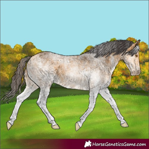 Horse Color:White Spotted Buckskin Rabicano 