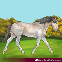 Horse Color:White Spotted Buckskin Rabicano 