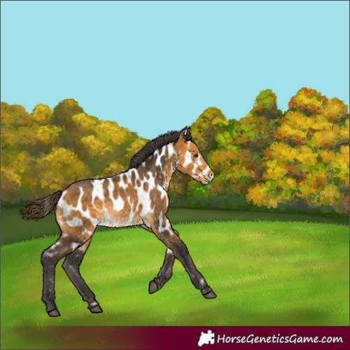 Horse Color:Buckskin Appaloosa 