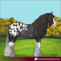 Horse Color:Smoky Black Splash Appaloosa Rabicano 
