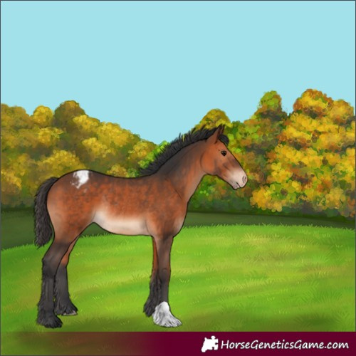Horse Color:Bay Appaloosa Rabicano 