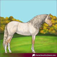 Horse Color:Palomino Roan Dun 