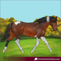 Horse Color:Brown Tobiano 