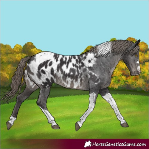 Horse Color:Smoky Black Tobiano Near Leopard Rabicano