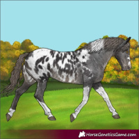 Horse Color:Smoky Black Tobiano Near Leopard Rabicano 