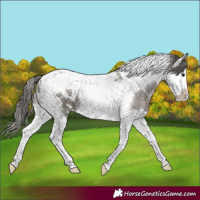 Horse Color:Grullo Splash Tobiano Blanket Rabicano 