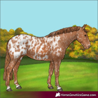 Horse Color:Chestnut Appaloosa  and Chestnut Appaloosa 