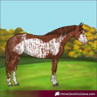 Horse Color:Chestnut Appaloosa  and Chestnut Frame Appaloosa 