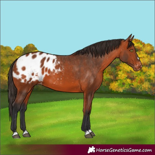 Horse Color:Bay Appaloosa 