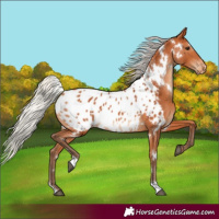 Horse Color:White Spotted Silver Bay Appaloosa 