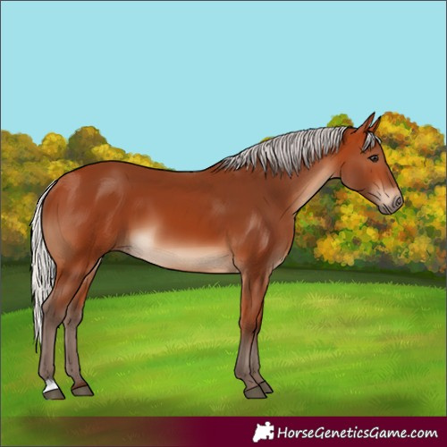 Horse Color:Silver Bay 