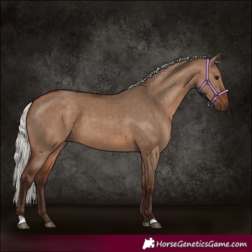 Horse Color:Silver Brown Dun
