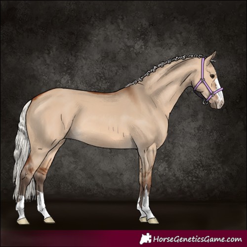 Horse Color:Silver Bay Dun 