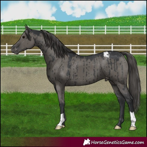 Horse Color:Grullo Mushroom Appaloosa Brindle 