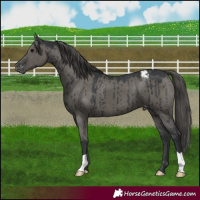 Horse Color:Grullo Mushroom Appaloosa Brindle 
