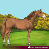 Horse Color:Chestnut Sabino