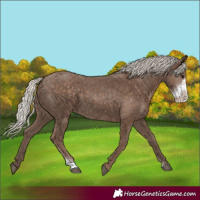 Horse Color:Silver Black Sabino