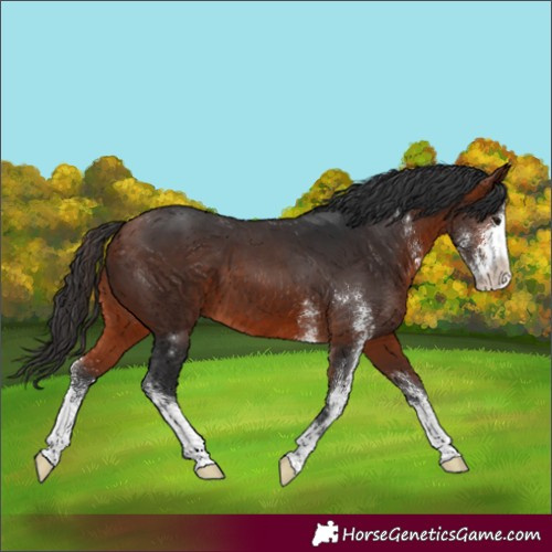 Horse Color:Brown Sabino