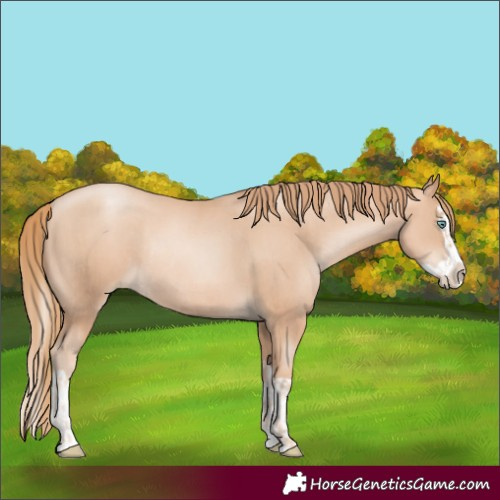 Horse Color:Gold Champagne Pearl Splash Rabicano  and Gold Champagne Pearl Splash Rabicano 